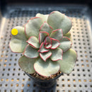 Echeveria Moranii 2” Succulent Plant