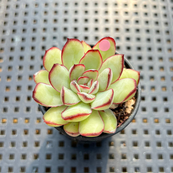 Echeveria 'Mexican Pulidonis' 2” Succulent Plant