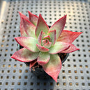 Echeveria 'Casio' Variegated 2” Succulent Plant