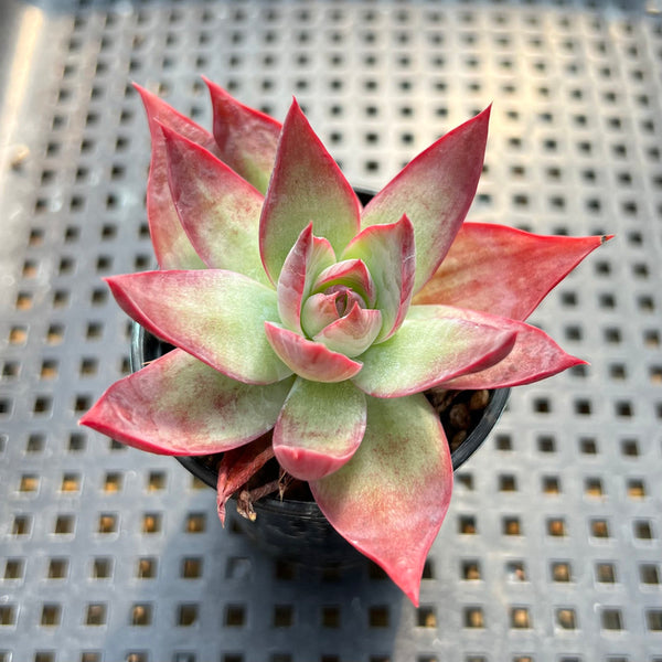 Echeveria 'Casio' Variegated 2” Succulent Plant