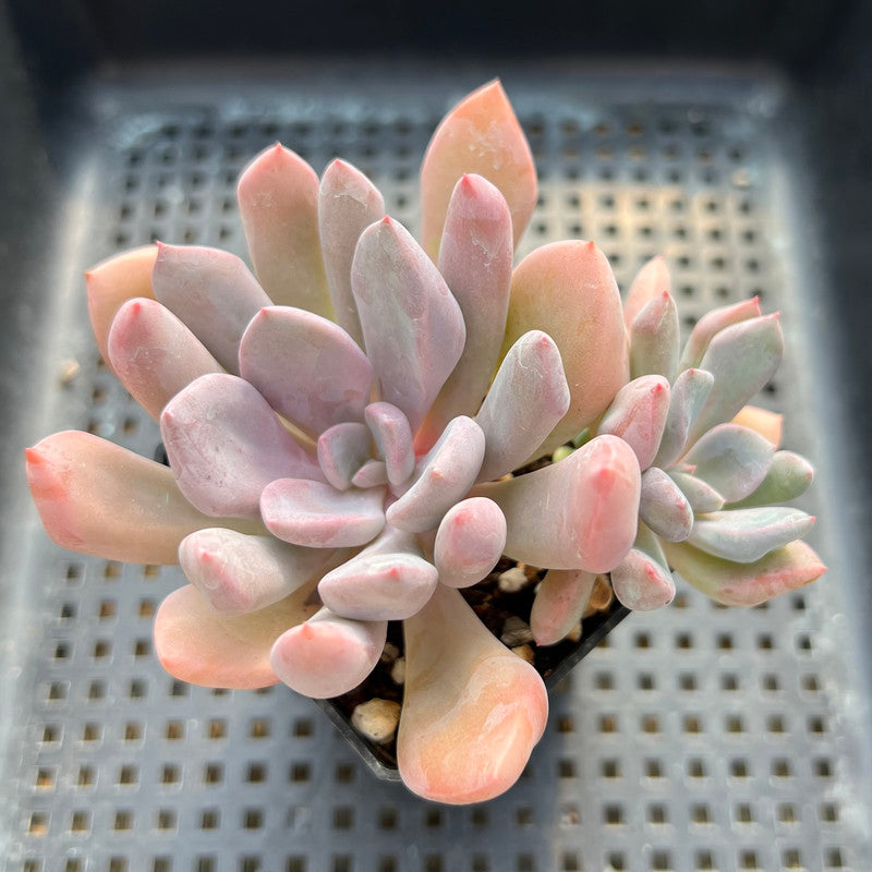 Echeveria 'Cupid' 2” Succulent Plant