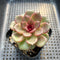 Echeveria 'Black Pearl' 2” Succulent Plant