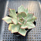 Echeveria Strictiflora 2” Succulent Plant