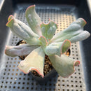 Echeveria 'Culibra' 3" Succulent Plant Cutting