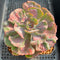 Echeveria 'Beyonce' Variegated 4"-5" Succulent Plant