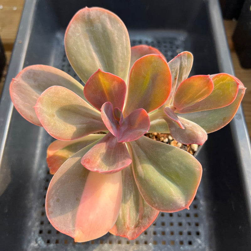 Echeveria 'Primadonna' Variegated (Indonesian Form) 4"-5" Succulent Plant