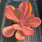 Echeveria 'Angel Wing' 3"-4" Variegated Succulent Plant