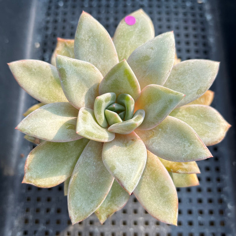 Echeveria 'German Champaign' 3"-4” Succulent Plant