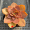 Echeveria 'Red Tan' 2” Succulent Plant