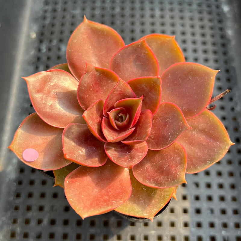 Echeveria 'Red Tan' 2” Succulent Plant