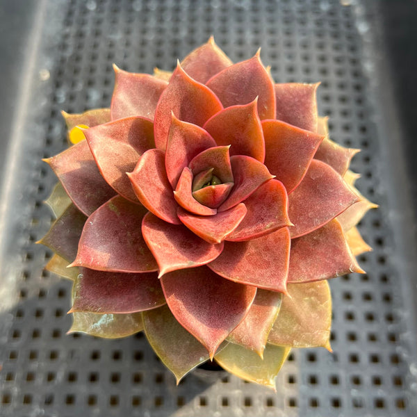 Echeveria 'Mysterious Rose' Super Clone 3” Succulent Plant