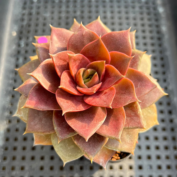 Echeveria 'Mysterious Rose' Super Clone 3” Succulent Plant