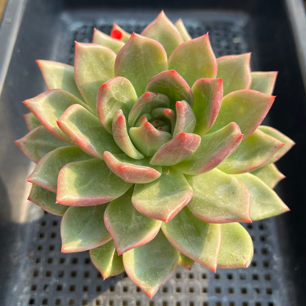 Echeveria 'White Champaign' 4" Large Succulent Plant