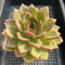 Echeveria 'White Champaign' 4" Large Succulent Plant