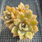 Echeveria 'German Champaign' 3” Cluster Succulent Plant