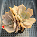 Echeveria 'White Kisses' 3" Succulent Plant