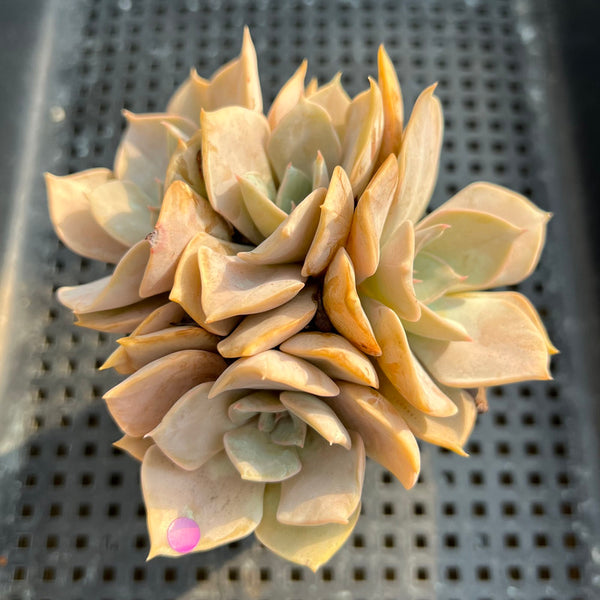 Echeveria 'White Kisses' 3" Succulent Plant