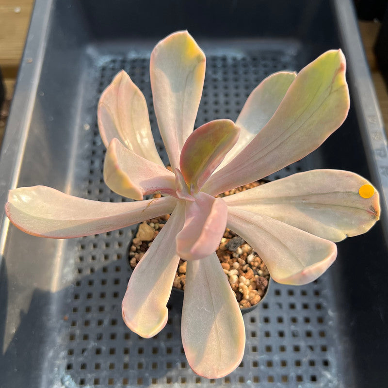 Pachyveria 'Pampoteus' Variegated 3" Succulent Plant