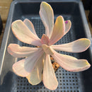 Pachyveria 'Pampoteus' Variegated 3" Succulent Plant