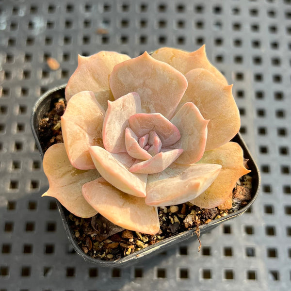 Echeveria 'Pollux' Variegated 2" Succulent Plant