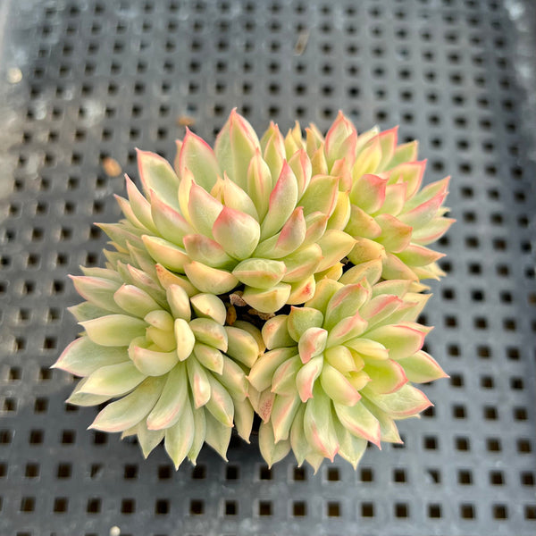 Echeveria 'Mebina' Variegated 1" Succulent Plant