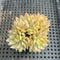 Echeveria 'Mebina' Variegated 1" Succulent Plant