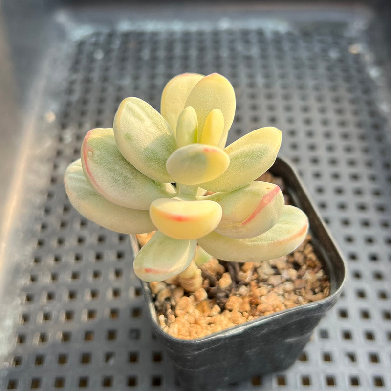 Cotyledon 'Orbiculata' Variegated 2" Succulent Plant