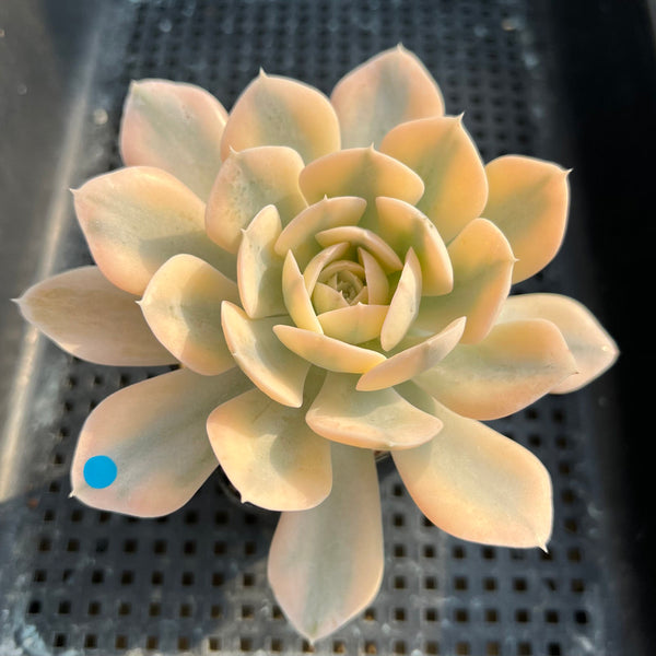 Echeveria Runyonii Variegated (Aka Echeveria 'Akaihosi' Variegated) 3" Succulent Plant