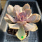 Echeveria 'Valkyrie' 4"-5" Large Succulent Plant