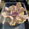 Echeveria 'Valkyrie' 4"-5" Large Succulent Plant