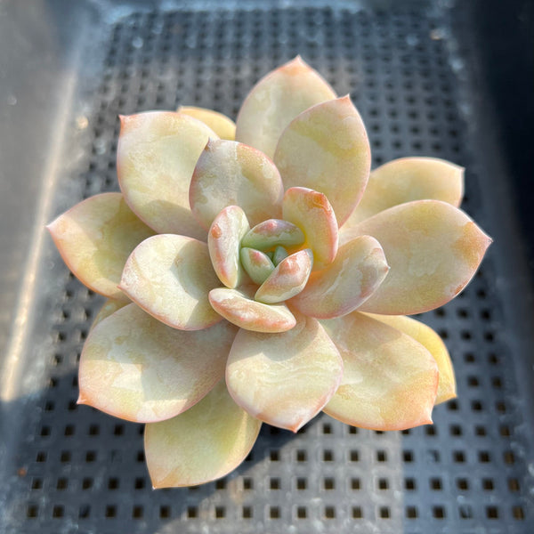 Echeveria 'Cream Tea' 3” Succulent Plant