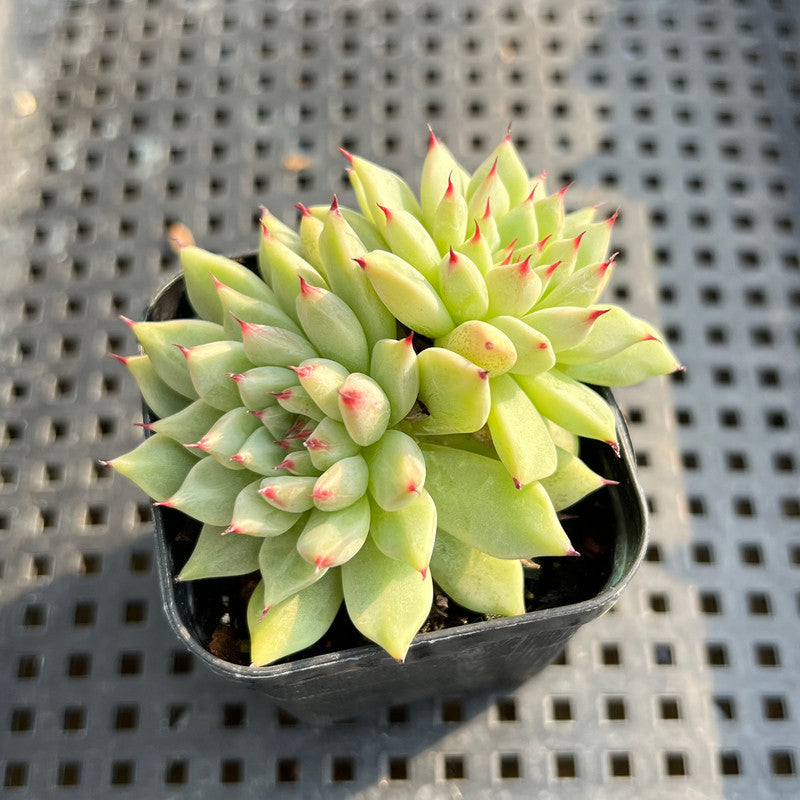 Echeveria Zaragoza 2” Succulent Plant