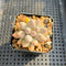 Pachyphytum 'Pink Lover' 2” Succulent Plant