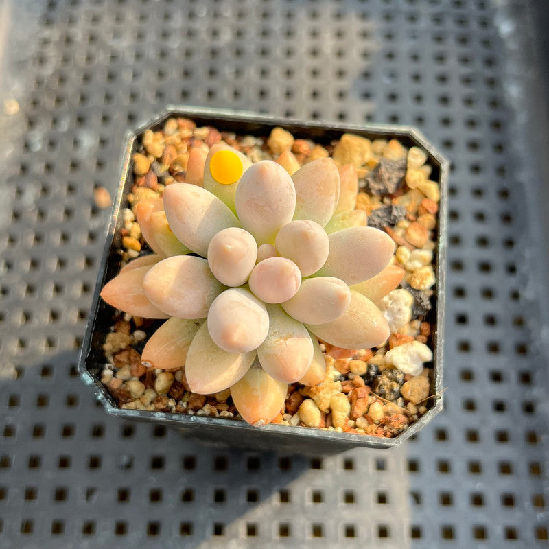 Pachyphytum 'Pink Lover' 2” Succulent Plant