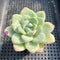 Echeveria 'Icy Green' 3" Succulent Plant