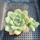 Echeveria 'Icy Green' 3" Succulent Plant