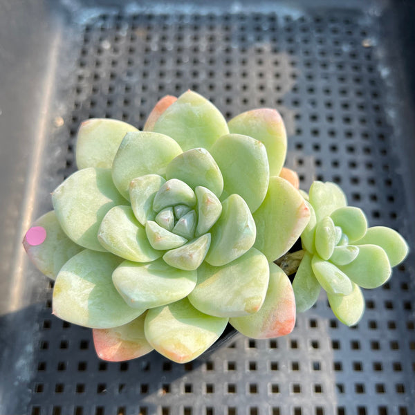 Echeveria 'Icy Green' 3" Succulent Plant