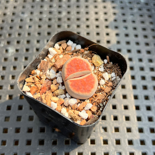 Lithops karasmontana cv. Top Red 1” Succulent Plant