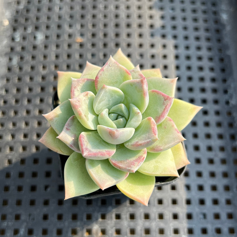 Echeveria 'Pink Spot' 2” Succulent Plant