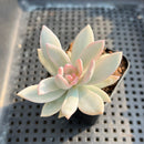 Pachyveria 'Simonoasa' Variegated 2" Succulent Plant Cutting