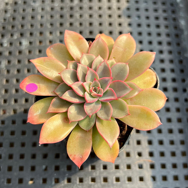 Echeveria 'Fantastic Fountain' 2” Succulent Plant