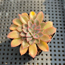 Echeveria 'Fantastic Fountain' 2” Succulent Plant