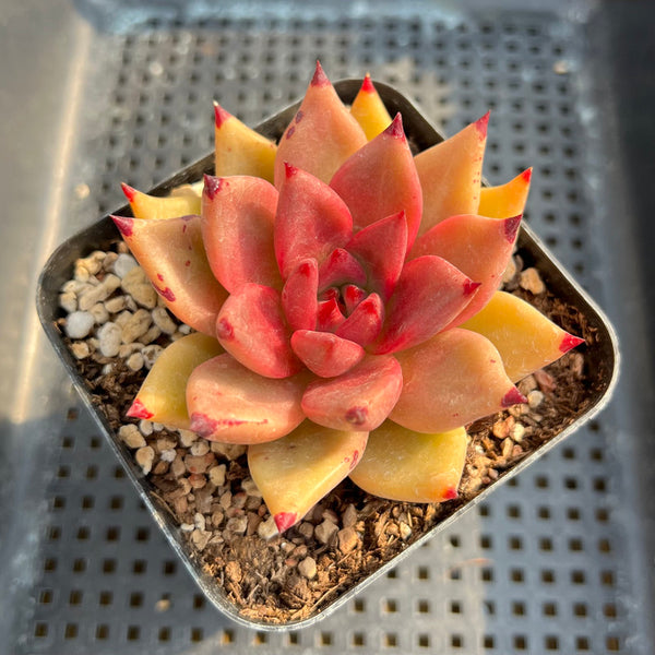 Echeveria Agavoides sp. 3” Succulent Plant