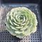 Echeveria 'Red Choco Ball 2” Succulent Plant