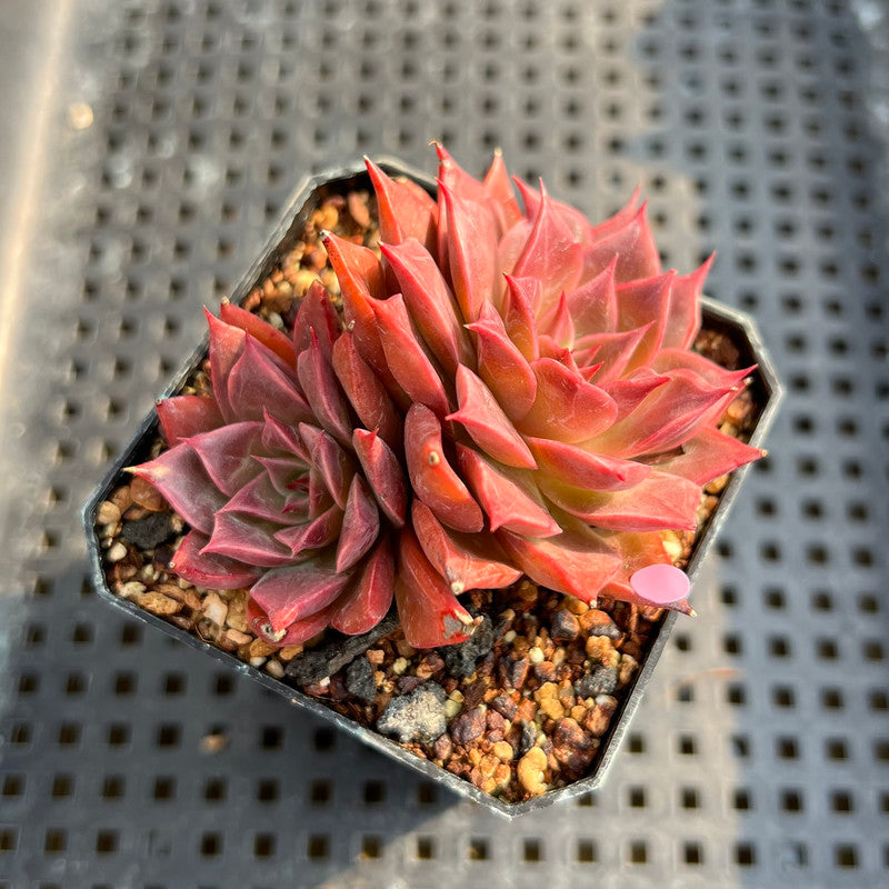 Echeveria 'Corsican Rose' 2” Succulent Plant