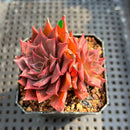 Echeveria 'Corsican Rose' 2” Succulent Plant