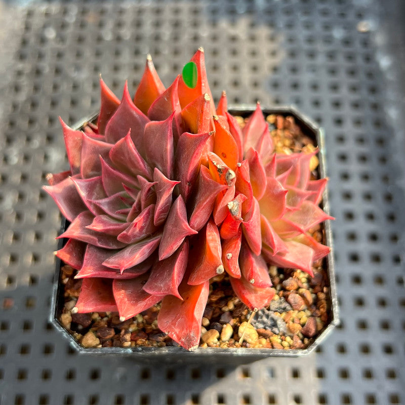 Echeveria 'Corsican Rose' 2” Succulent Plant