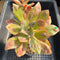 Echeveria 'Baron Bold' 4" Succulent Plant