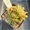 Echeveria 'Tesla' 3" Cluster Hwaga Hybrid Succulent Plant