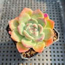 Echeveria 'Cream Cloud' 2” Succulent Plant